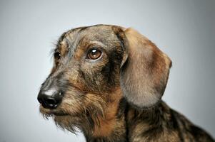 Portrait of an adorable wired haired Dachshund looking curiously photo