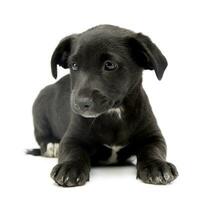 Studio shot of a cute Mixed breed dog puppy photo