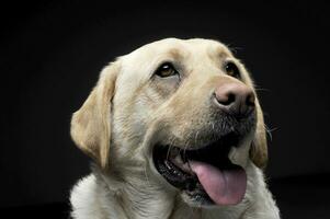 Portrait of an adorable Labrador retriever looking satisfied photo