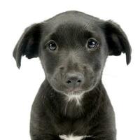 Portrait of a cute Mixed breed dog puppy photo