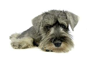 perrito Schnauzer acostado en un blanco foto estudio