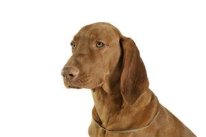 Portrait of an adorable magyar vizsla looking calm photo