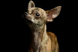 Portrait of an adorable short haired Chihuahua photo