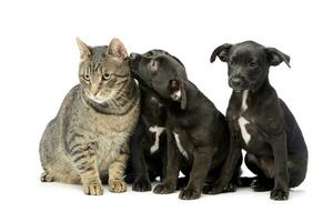 Studio shot of three cute Mixed breed dog puppy and a cat photo