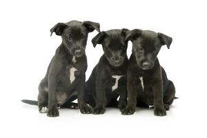 Studio shot of three adorable mixed breed puppies photo