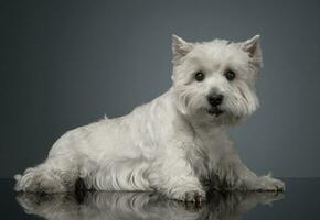 blanco Oeste tierras altas terrier relajante en estudio foto