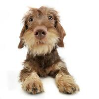 Studio shot of an adorable Dachshund photo