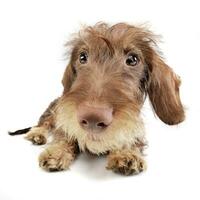 Wide angle portrait of an adorable Dachshund photo