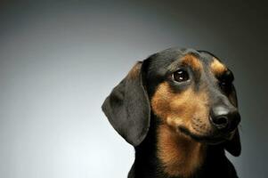 Portrait of an adorable Dachshund looking shy photo