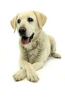 Studio shot of an adorable blind Labrador retriever photo