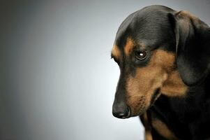 retrato de un adorable perro tejonero mirando triste foto