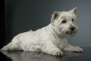 blanco Oeste tierras altas terrier relajante en estudio foto