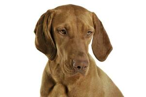 Portrait of an adorable magyar vizsla looking sad photo