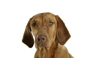 Portrait of an adorable magyar vizsla looking calm photo