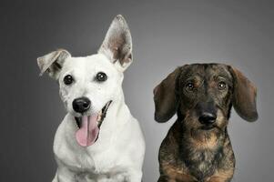 wired hair dachshund and a white dog portrait in dark studio photo
