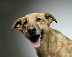 Portrait of an adorable mixed breed dog looking curiously at the camera photo