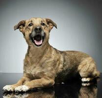 bonito cableado pelo marrón perro relajante en gris antecedentes foto