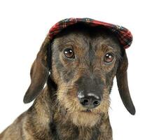 wired hair dachshund portrait with a cap in white studio photo