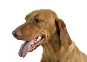 Hungarian vizsla portrait in a white photo studio