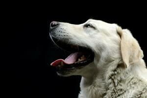 Portrait of an adorable blind Labrador retriever photo
