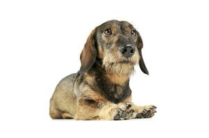 Studio shot of an adorable wired haired Dachshund lying and looking up curiously photo