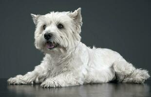 blanco Oeste tierras altas terrier relajante en estudio foto