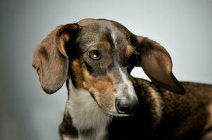 retrato de un adorable mezclado raza perro con largo orejas mirando triste foto