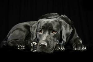 estudio Disparo de un adorable Labrador perdiguero foto