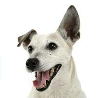 funny ears white dog open mouth portrait in white background photo