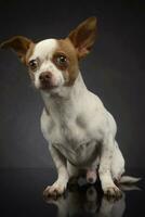 ugly chihuahua sitting in a dark studio photo