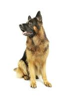 Studio shot of an adorable German shepherd photo