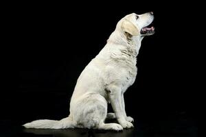 Studio shot of an adorable blind Labrador retriever photo