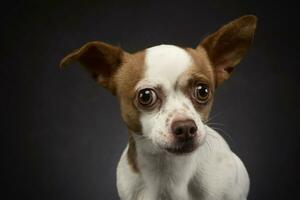 ugly flying ears chihuahua portrait in a gray background photo