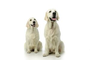 Studio shot of two adorable Golden Retrievers photo