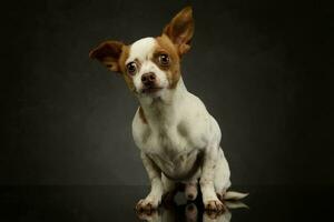 Studio shot of a lovely chihuahua photo