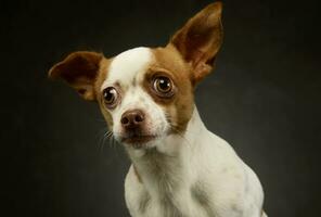 Portrait of a lovely chihuahua photo