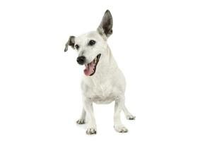 estudio Disparo de un adorable Jack Russell terrier en pie y mirando contento foto