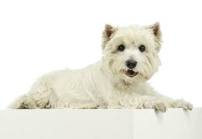 Studio shot of an adorable West Highland White Terrier lying and looking curiously at the camera photo