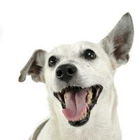 funny ears mixed breed dog portrait in white studio photo