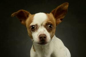 Portrait of an adorable chihuahua photo