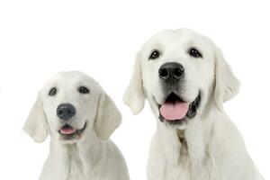 Portrait of two adorable Golden retriever photo