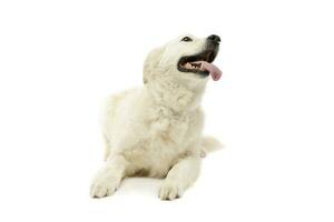 Studio shot of a lovely Golden Retriever photo