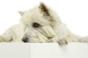 Studio shot of an adorable West Highland White Terrier lying and looking sad photo