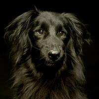 mixed breed black dog portrait in a dark photo studio