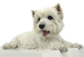 west highland white terrier relaxing in a big white cube photo