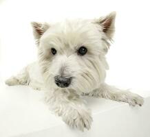 west highland white terrier relaxing in a big white cube photo