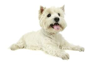 Studio shot of an adorable West Highland White Terrier lying and looking up curiously photo
