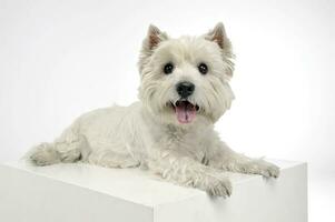 west highland white terrier relaxing in a big white cube photo