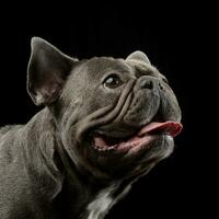 Portrait of an adorable French bulldog photo