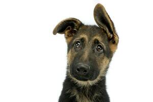 flying ears puppy german shepherd portrait  in a white photo studio